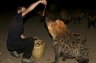 <p>Balázs Buzás feed wild Spotted Hyenas (<em>Crouta crocuta</em>) near the Fallana Gate in Harar, ETHIOPIA</p>